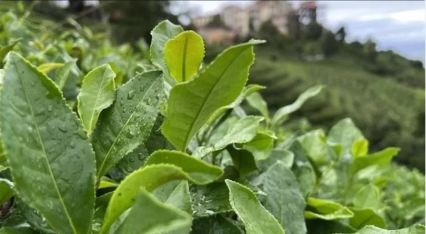 Yaş çay fiyatında yüzde kaç artış olacak: İşte olasılıklar