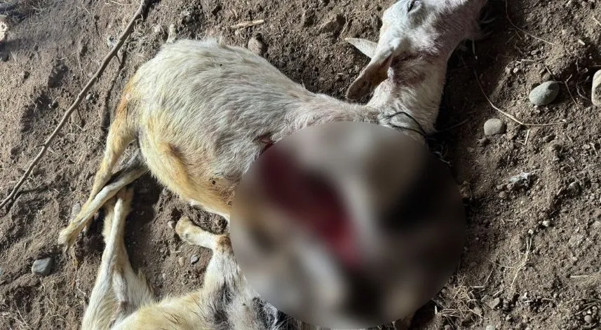 Sokak köpekleri ilçe sakinlerinin hayvanlarını telef etti