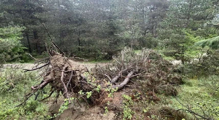 Fırtınalarda devrilen ve kırılan çam ağaçları kaldırılıyor