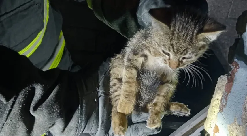 Apartman boşluğunda mahsur kalan 5 kedi kurtarıldı