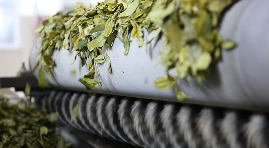 ÇAYKUR'a Rize'den başvuru yapan kişi sayısı belli oldu