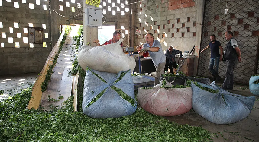 Çay üreticilerinin tedirgin bekleyişi sürüyor