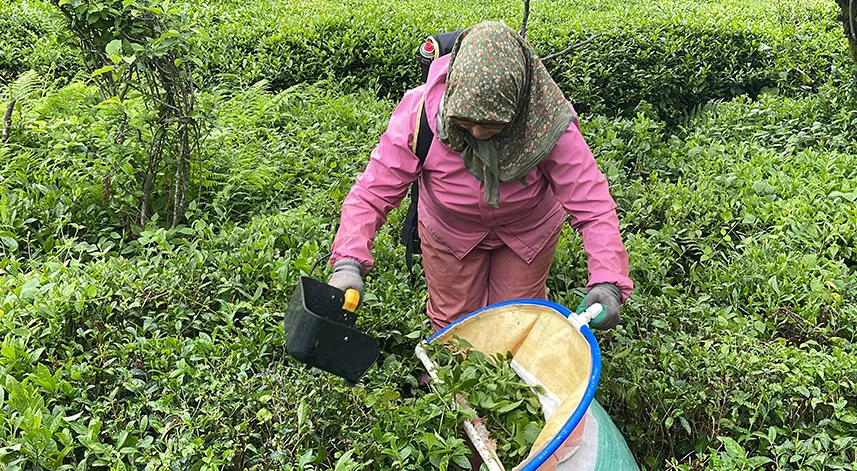 Rize'de çay motorlarına ilgi arttı