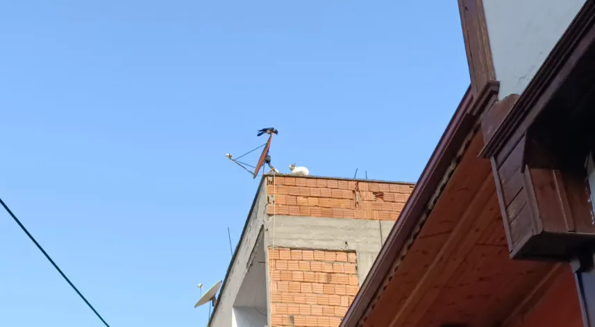 Karga çatıdaki kediye zor anlar yaşattı