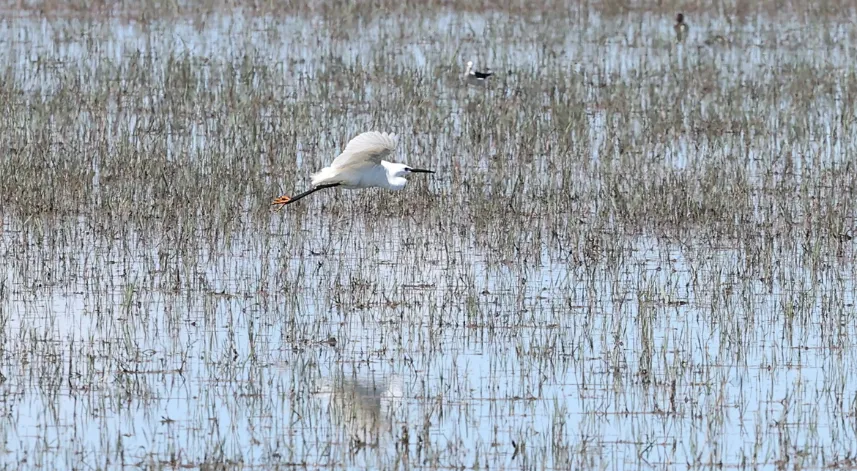 Kıyı erozyonu Kızılırmak Deltası'nın geleceğini tehdit ediyor