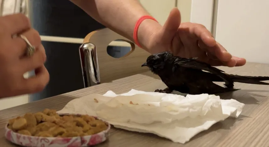 Ev hanımının bakımını üstlendiği yaralı ebabil iyileşti