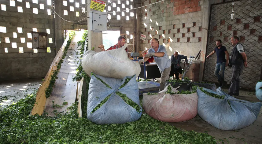 Çay üreticileri yaş çay fiyatının açıklanmasını bekliyor