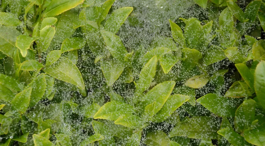 Yaş çay üreticisi dertli: Rekolte düştü!