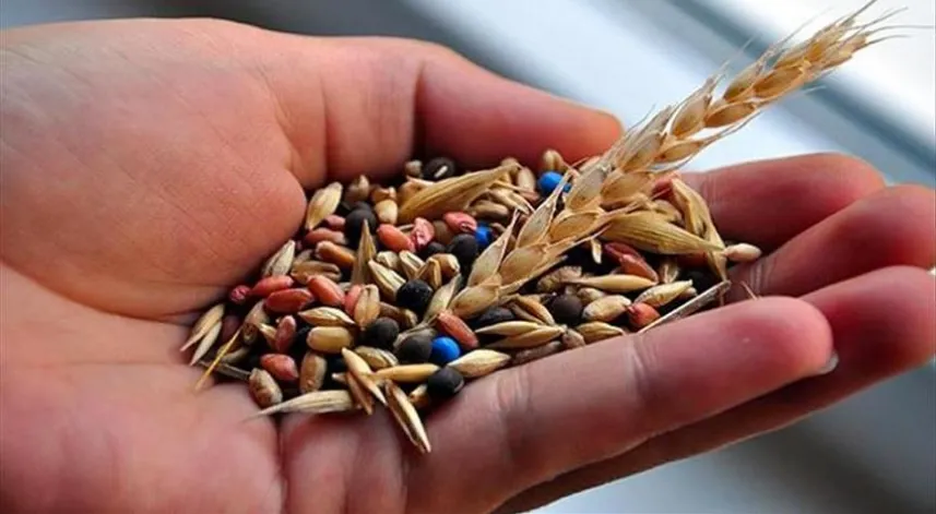 Türkiye tohumda ihracatçı pozisyonunu sürdürüyor