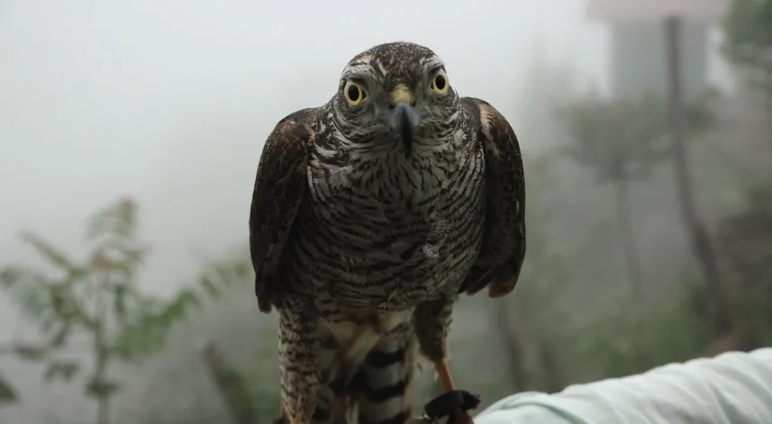 Rizeli için ‘atmaca’ bir yaşam tarzı haline geldi 