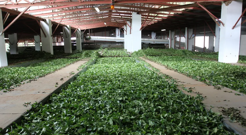 ÇAYKUR’a alınacak işçi ve başvuru sayısı