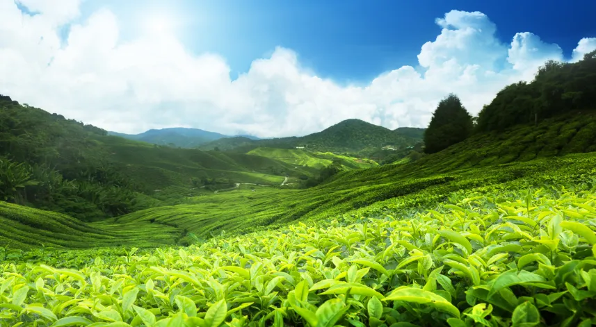 2024 Yaş çay alım fiyatı açıklandı!