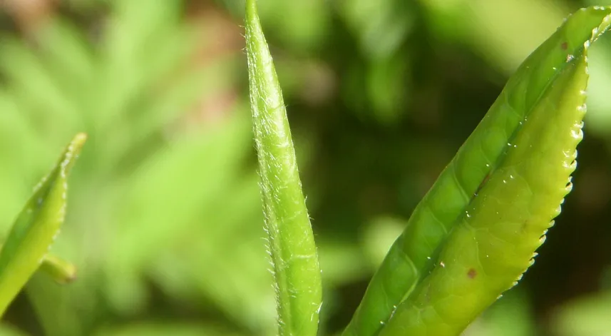ÇAYKUR, alım fiyatını yükseltti