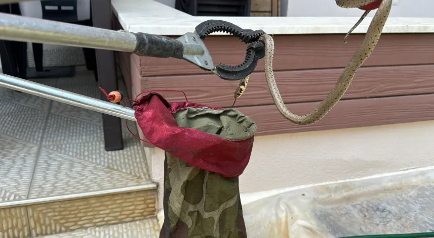 Bahçede yakalanan yılan doğaya salındı