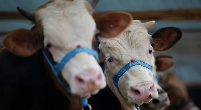 Tarım ve Orman Bakanlığı, kurbanlık hayvanların sevkinde uyulacak kuralları belirledi
