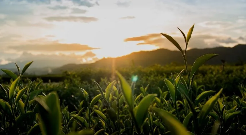 21 Mayıs Uluslararası Çay Günü