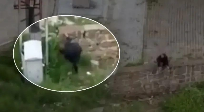 Of'ta yavru kediyi tekmeleyerek öldürdüğü öne sürülen kişi gözaltına alındı