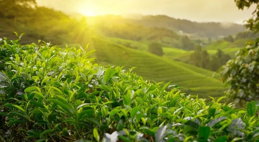 ÇAYKUR'dan yaş çay alımı ve kontenjan uygulaması açıklaması