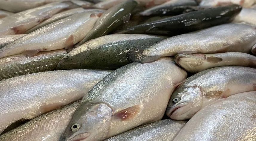 Doğu Karadeniz'in Türk somonu ihracatı yılın 5 ayında yüzde 45 arttı