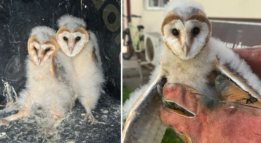 Bahçede bulunan 2 baykuş yavrusu koruma altına alındı