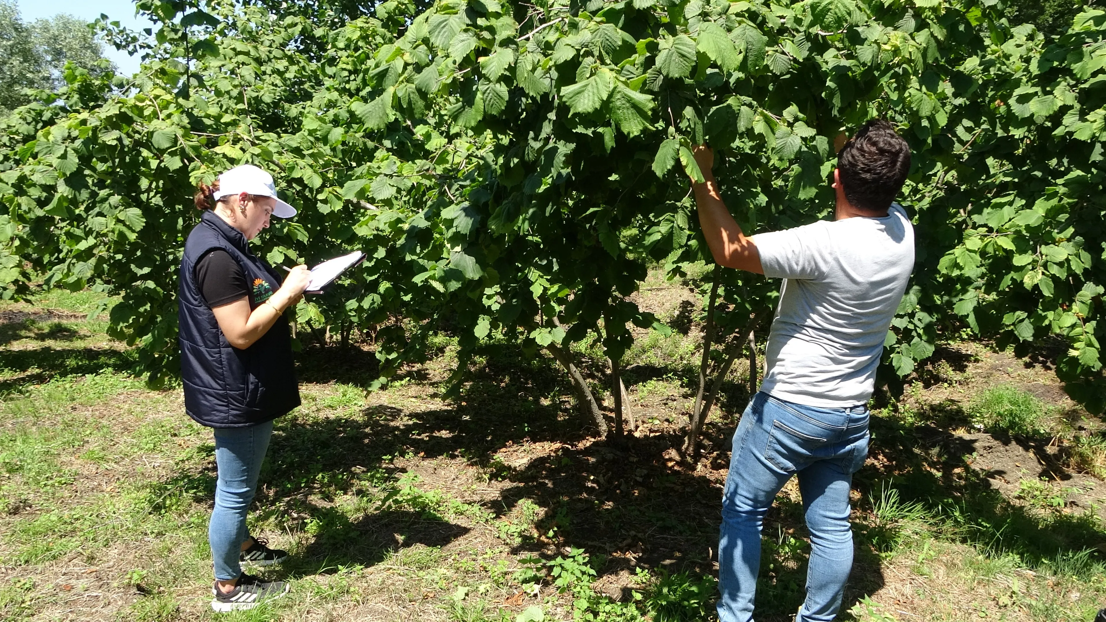 Fındıkta rekolte tespit çalışmaları başladı