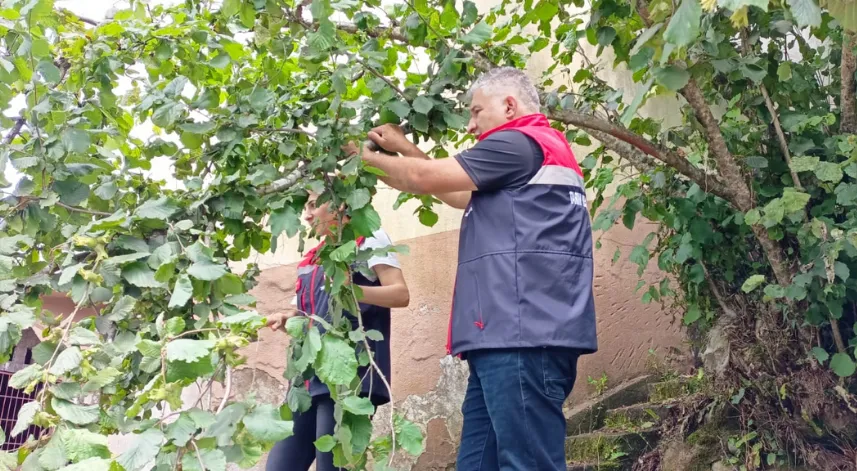 Rize'de fındık rekoltesi tespiti için çalışmalar yapıldı