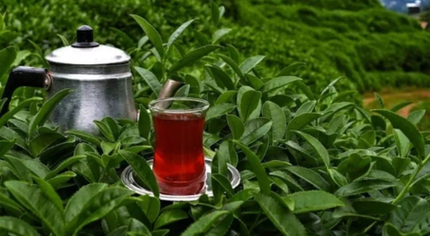 Çay fiyatına zam geldi