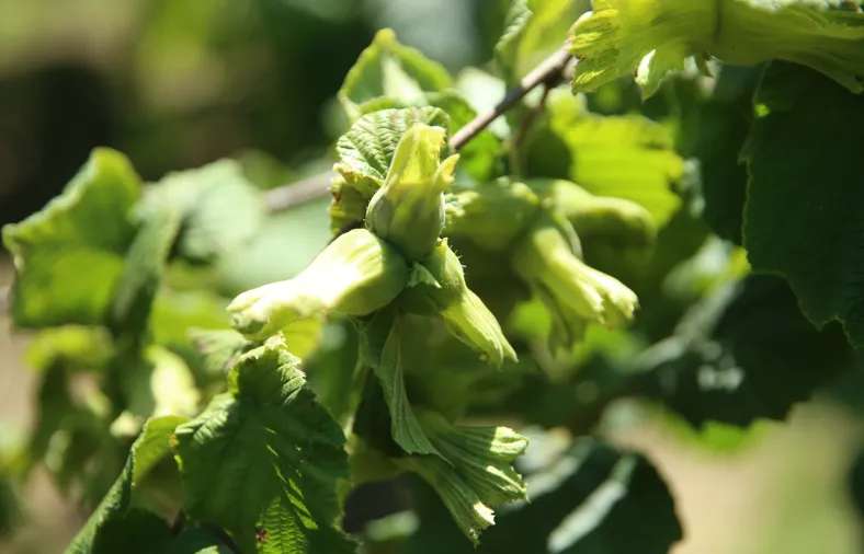 Fındıkta 2024 ürünü tahmini rekolte tespit çalışmaları titizlikle yapılıyor