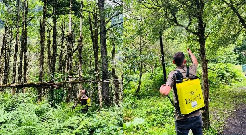 Şimşir Ormanı için hazırlanan kür ağaçlara uygulandı