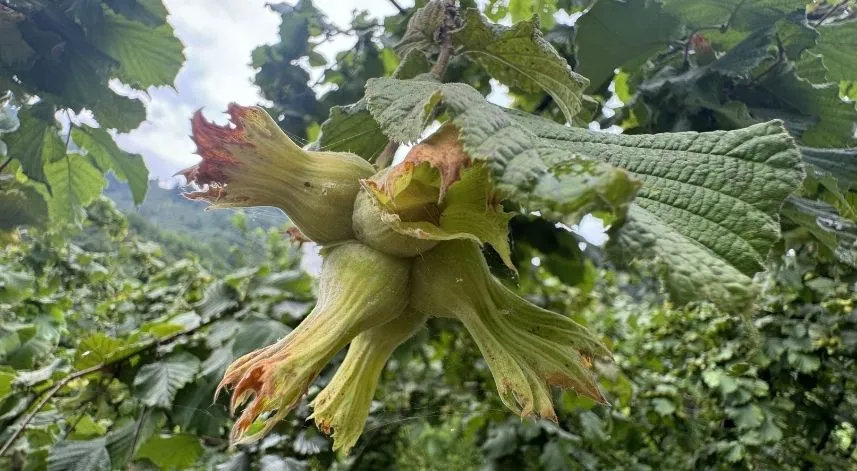 Üreticilere hasat öncesi fındığı daldan değil yerden toplayın tavsiyesi