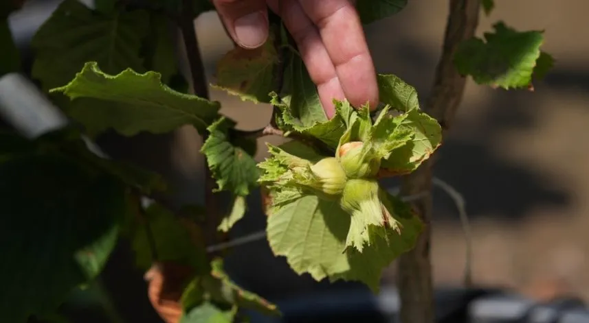 Kuraklık nedeniyle olgunlaşmadan dökülen fındıkta verim beklentisi düştü