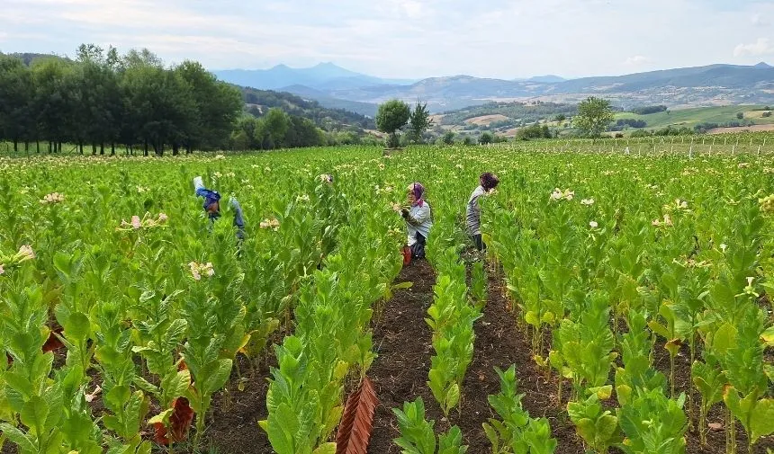 Bafra Ovası'nda tütün hasadı başladı