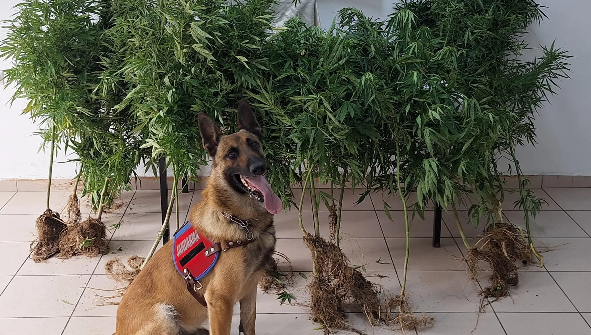 Uyuşturucu operasyonunda 3 zanlı yakalandı