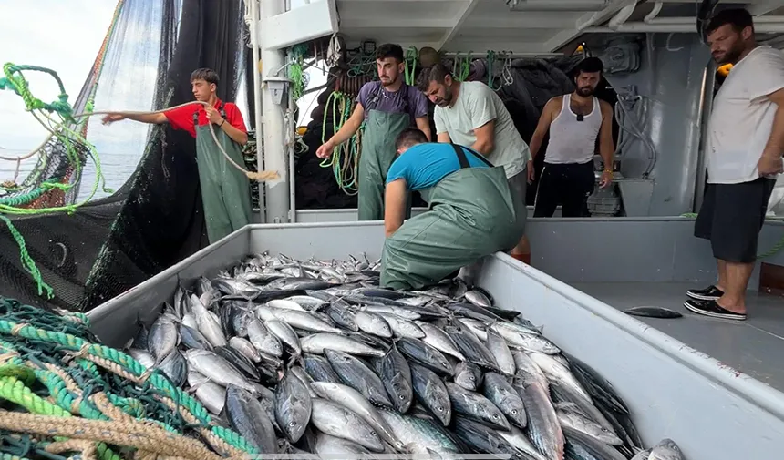 Rize'de palamut bolluğu
