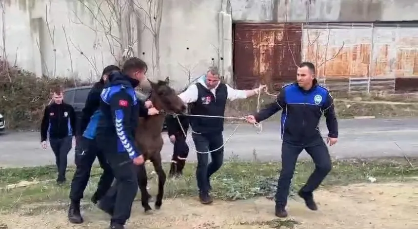 Zabıtadan at yakalama operasyonu