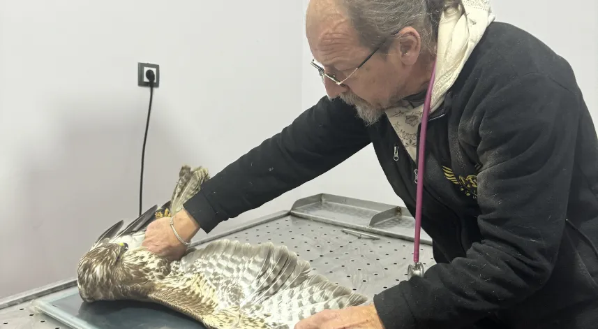 Trabzon'da tedavisi tamamlanan şahin doğaya salındı