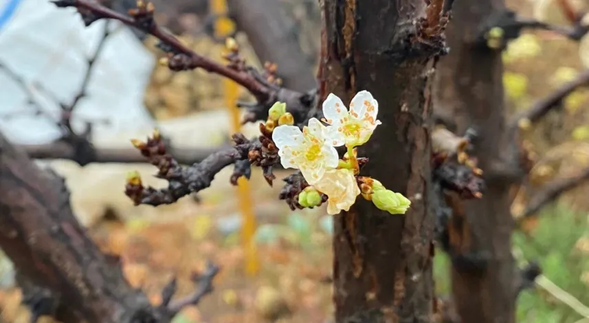 Gönen'de kış ayında erik ağacı çiçek açtı