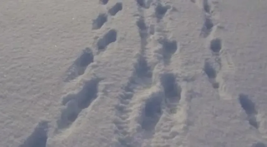  Sosyal medyada paylaşım yapan insan kaçakçısı kardaki ayak izlerinden bulundu