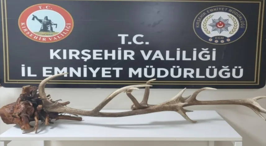 İnternetten kızıl geyik kafası satmak isteyen şüpheli yakalandı