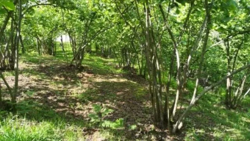 Giresun'da bir kişi fındık bahçesinde ölü bulundu