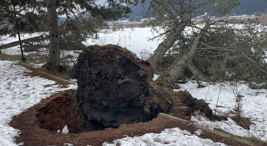 Kuvvetli rüzgar Abant'taki bazı ağaçları devirdi