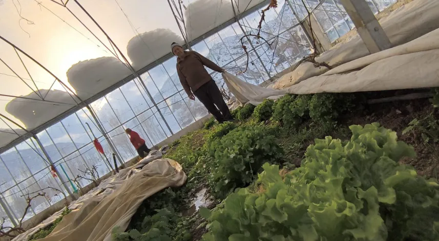 Uzundere'de kar yağışı seralara zarar verdi