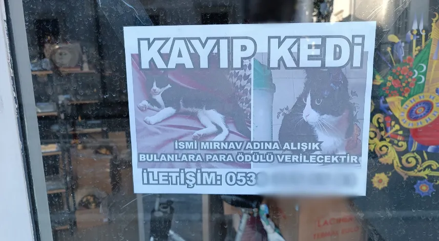 Kayıp kediyi bulana para ödülü