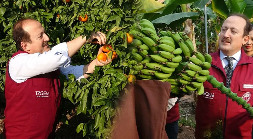 2 Mandalina ve 4 muz çeşidi geliştirildi