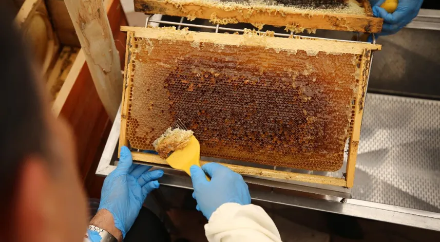 Doğu Karadeniz'den geçen yıl 13 ülkeye bal ihraç edildi