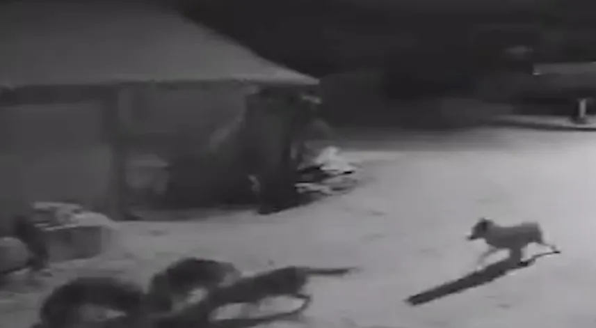 Köye inen kurtlar inek ve köpeği telef etti