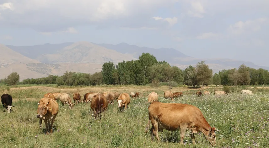 Erzincan’da 8 yılda 19 köyde 57 bin dekar mera ıslah edildi