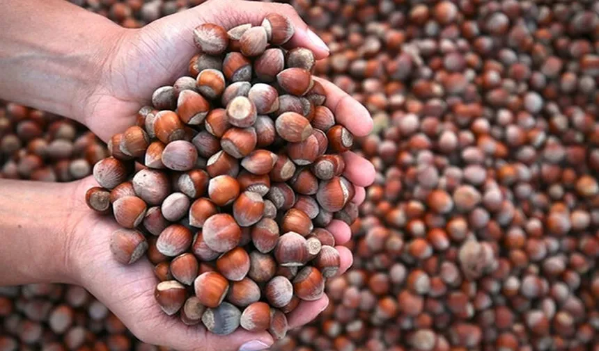 Giresun'da fındık fiyatı haftaya 130 liradan başladı