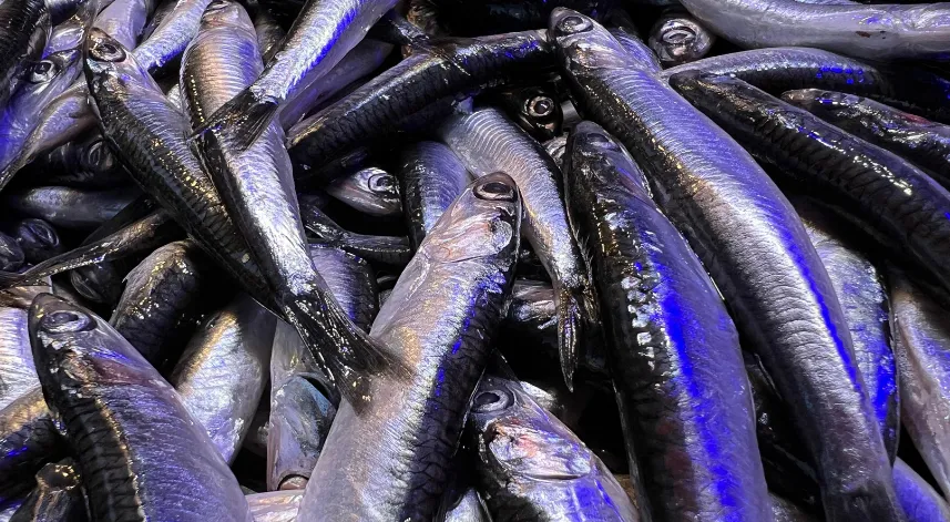 Hamsi sezonu bitti, bitiyor