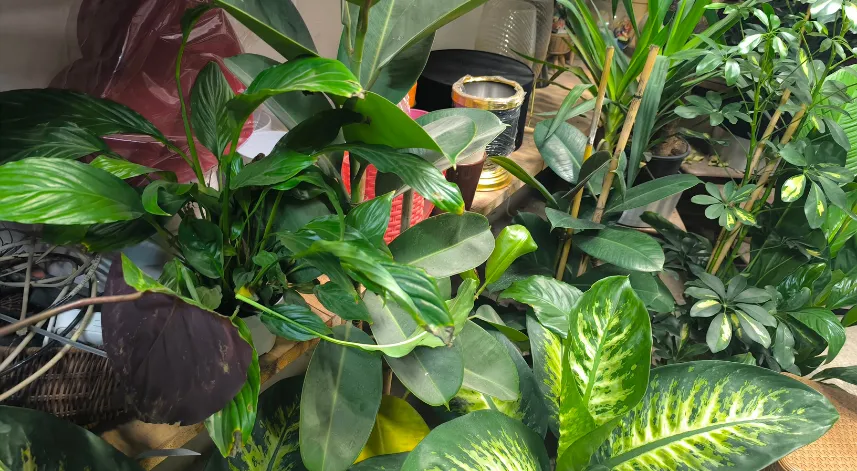 Saksı çiçeklerinde böceklenme tehlikesi